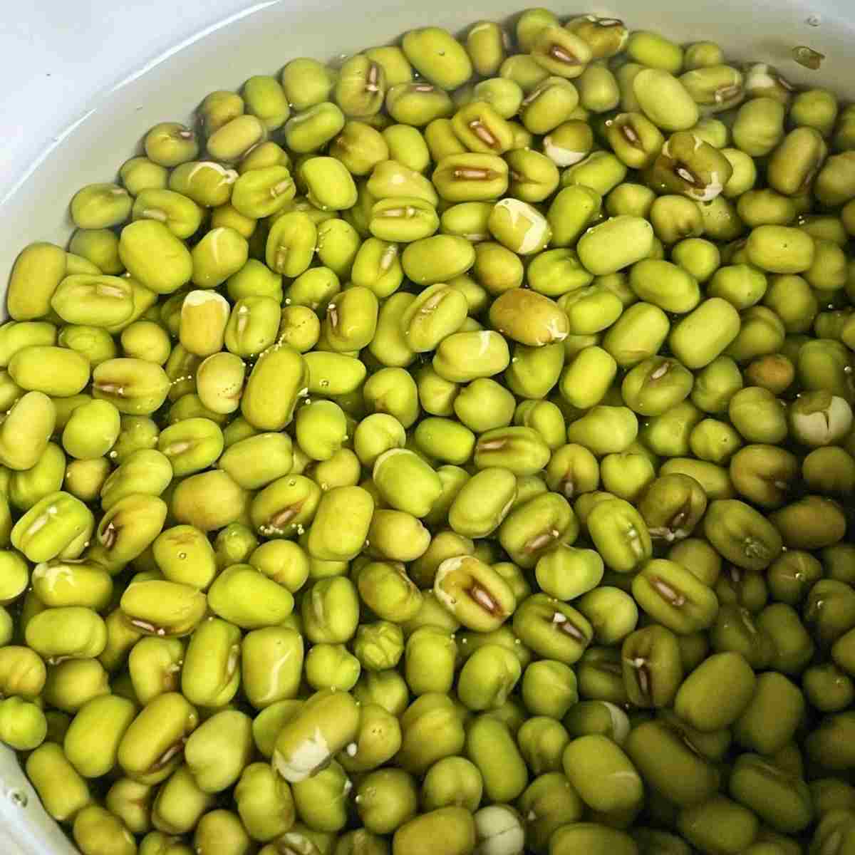 Soaked mung beans