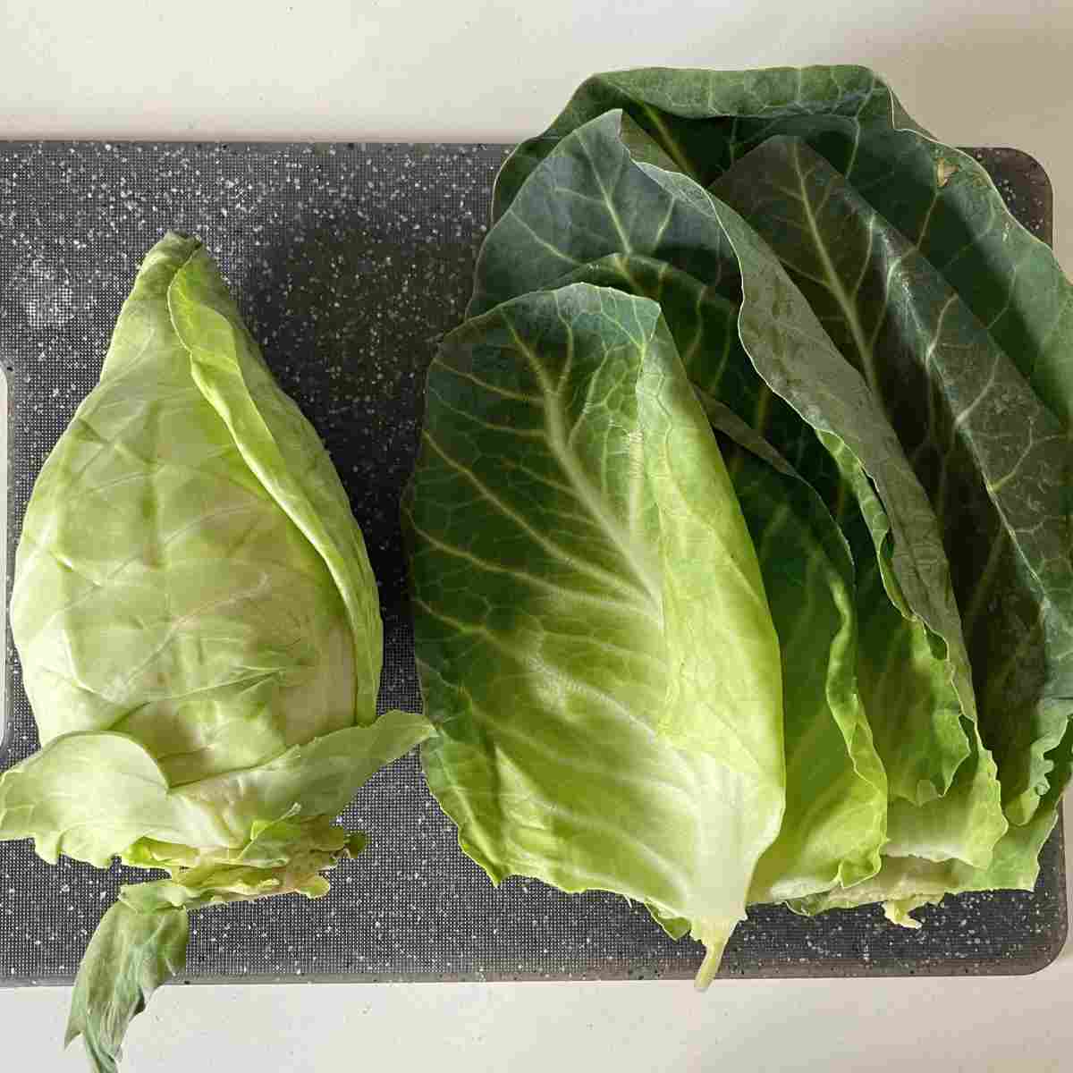 Outer cabbage leaves